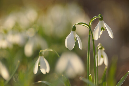 Close-up of Snowdrops, Spessart, Bavaria, Germany