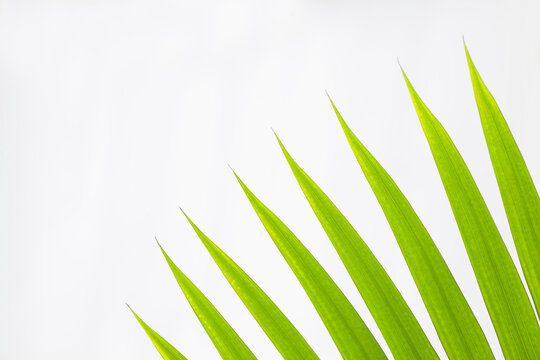 Close-up of Fan Palm Leaves on White Background