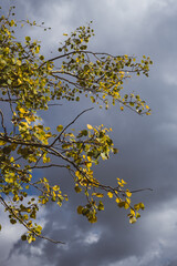 Detail shot of leaves and fall foliage against blue and grey high contrast sky - nature and sustainability