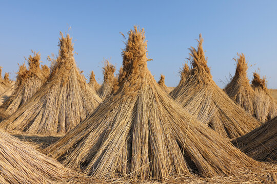 Drying Reed, Burgenland, Austria