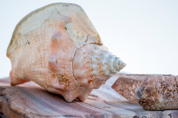 Ocean Elements still life photography. Seashells photographed in natural light on stone. 