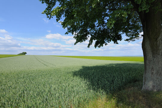 Lime Tree and Corn Field, Alzey, Alzey-Worms, Rhineland-Palatinate, Germany