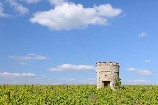 Vineyard and Old Castle Tower, Ober-Florsheim, Alzey-Worms, Rhineland-Palatinate, Germany
