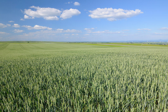 Corn Field, Alzey, Alzey-Worms, Rhineland-Palatinate, Germany