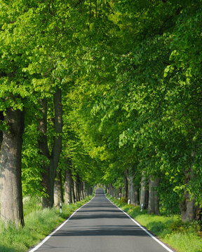 Road, Island of Ruegen, Mecklenburg, Mecklenburg-Vorpommern, Germany