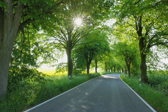 Road, Island of Ruegen, Mecklenburg, Mecklenburg-Vorpommern, Germany