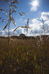 Shinning grasses blowing in the wind - late summer and autumn vibes