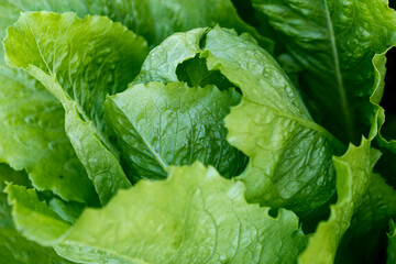 Closeup of lettuce leaves in the vegetable garden