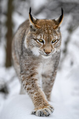 Fototapeta premium A lynx at the edge of the forest inspects the newly fallen snow.
