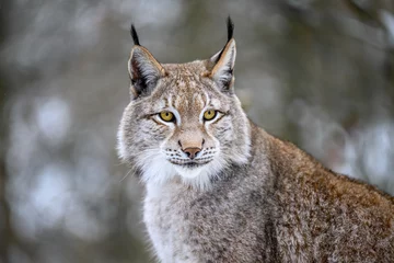 Foto op Canvas A lynx at the edge of the forest inspects the newly fallen snow. © Martin