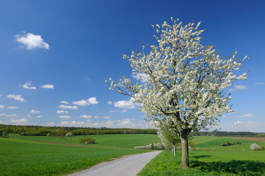 Blooming Cherry Trees along Path in Spring, Vielbrunn, Odenwald, Hesse, Germany