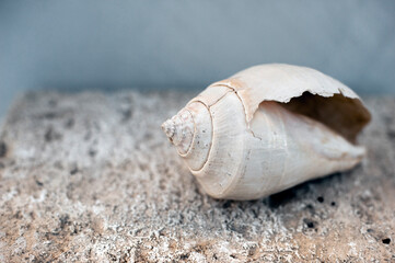 Ocean Elements still life photography. Seashells photographed in natural light on stone. 