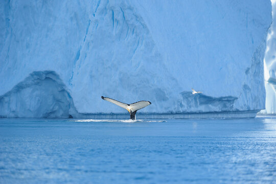 Humpback Whale, Disko Bay, Ilulissat Icefjord, Ilulissat, Greenland