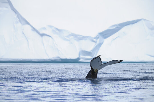 Humpback Whale, Disko Bay, Ilulissat Icefjord, Ilulissat, Greenland