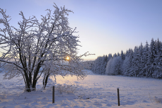 Snow Covered Trees at Sunrise, Wasserkuppe, Rhon Mountains, Hesse, Germany