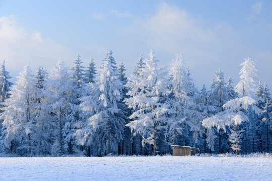 Snow Covered Fir Trees, Wasserkuppe, Rhon Mountains, Hesse, Germany