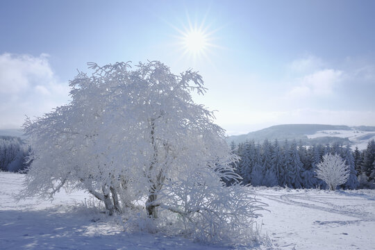 Snow Covered Tree, Wasserkuppe, Rhon Mountains, Hesse, Germany