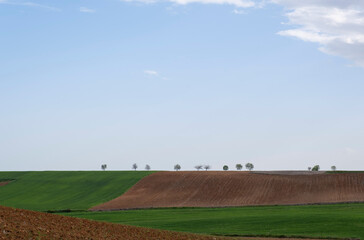 Fototapeta na wymiar fields of cereal crops beginning to sprout next to other fallow plowed fields, a few trees in the distance on the horizon line, copy space, horizontal