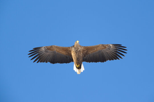 White-Tailed Eagle, Kvaloy, Malangen, Troms, Norway