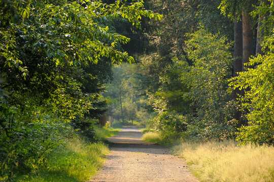 Path, Klein Auheim, Hanau, Main-Kinzig, Hesse, Germany