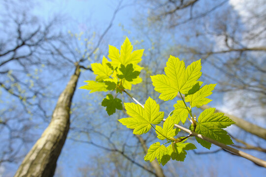 Maple Leaves, Aschaffenburg, Franconia, Bavaria, Germany