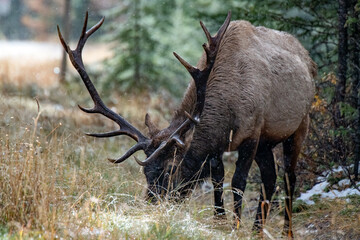 Bull elk with large antlers is feeding in Banff National Park Canada during a light snow fall.