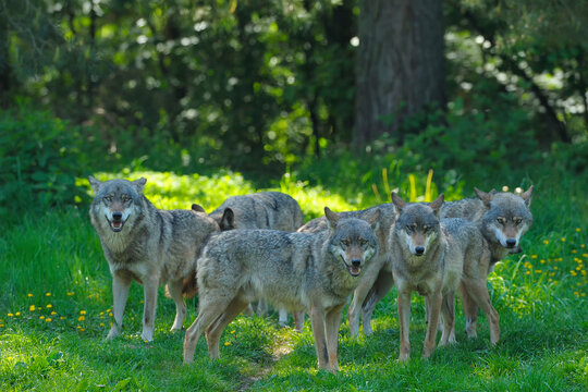 Pack of Wolves, Germany