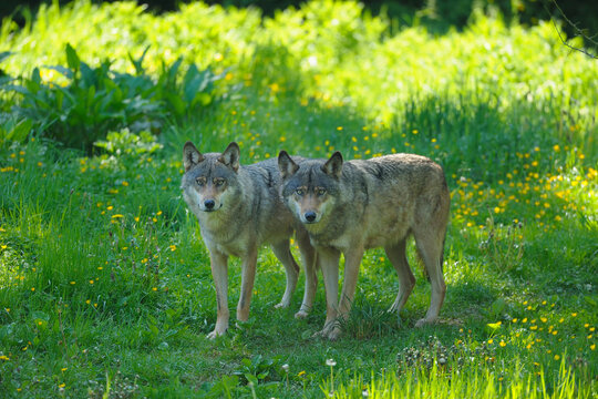 Wolves in Meadow, Germany