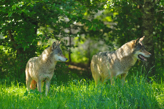 Wolves in Meadow, Germany