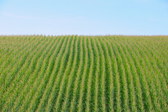 Cornfield, Eschau, Miltenberg, Franconia, Spessart, Bavaria, Germany