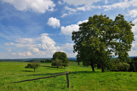Walnut Tree, Gumpersberg, Odenwaldkreis, Hesse, Germany