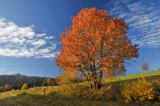 Cheery Tree, Gersfeld, Fulda Distric, Kassel Region, Rhoen Mountains, Hesse, Germany