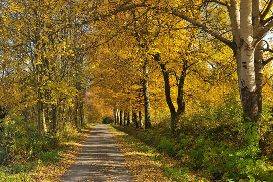 Path, Cottonwood Trees, Lindenfels, Bergstrasse District, Odenwald, Hesse, Germany