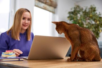Smiling young adult woman in violet hoodie with abyssinian cat using laptop. Work from home concept