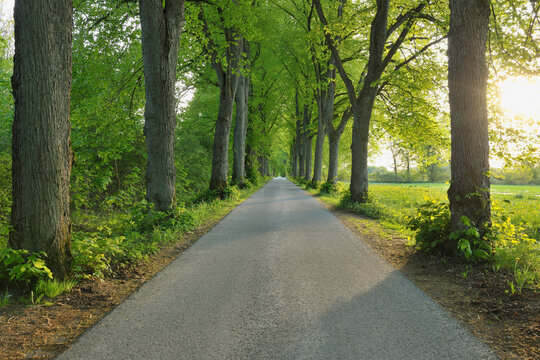 Lime Trees and Road, Gudenhagen, Brilon, Hochsauerland, North Rhine-Westphalia, Germany