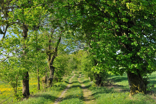 Path, Usseln, Willingen, Waldeck-Frankenberg, Hesse, Germany