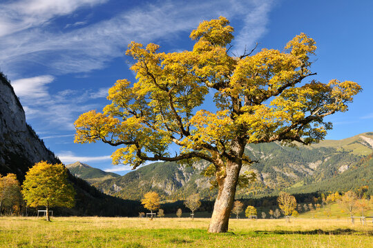 Maple Tree in Autumn, Grosser Ahornboden, Karwendel, Eng, Tyrol, Austria