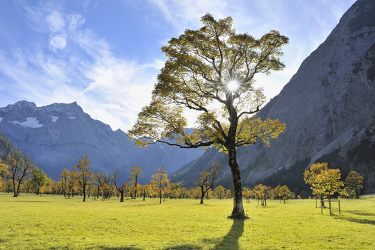 Maple Tree in Autumn, Grosser Ahornboden, Karwendel, Eng, Tyrol, Austria