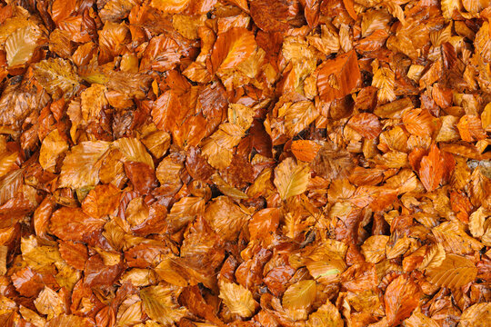 Beech Tree Leaves, Triberg im Schwarzwald, Schwarzwald-Baar, Black Forest, Baden-Wurttemberg, Germany