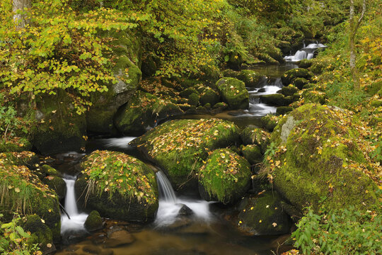 Forest Stream, Triberg im Schwarzwald, Schwarzwald-Baar, Black Forest, Baden-Wurttemberg, Germany