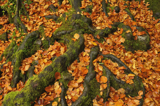 Tree Roots and Leaves, Triberg im Schwarzwald, Schwarzwald-Baar, Black Forest, Baden-Wurttemberg, Germany