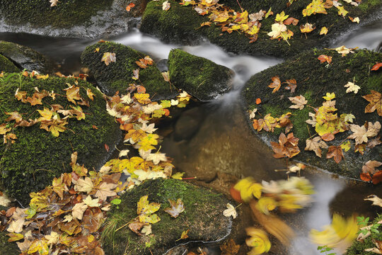 Forest Stream, Triberg im Schwarzwald, Schwarzwald-Baar, Black Forest, Baden-Wurttemberg, Germany