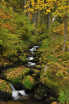 Forest Stream, Triberg im Schwarzwald, Schwarzwald-Baar, Black Forest, Baden-Wurttemberg, Germany