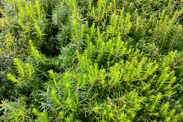 Close-up of green juniper bushes, the backdrop of nature.