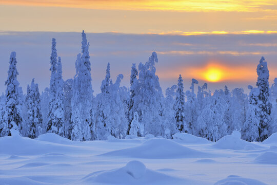 Snow Covered Trees at Sunset, Nissi, Northern Ostrobothnia, Finland