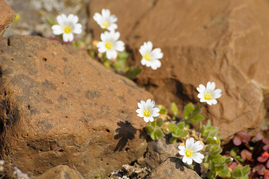 Arctic Mouse-Ear Chickweed, Romer Fjord, East Greenland, Greenland