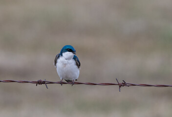 Tree swallow on a wire