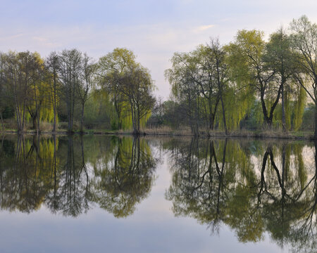 Babylon Willows and Lake, Aschaffenburg, Franconia, Bavaria, Germany
