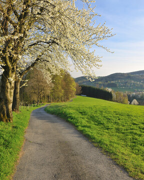 Path and Cherry Trees, Lindenfels, Hesse, Germany