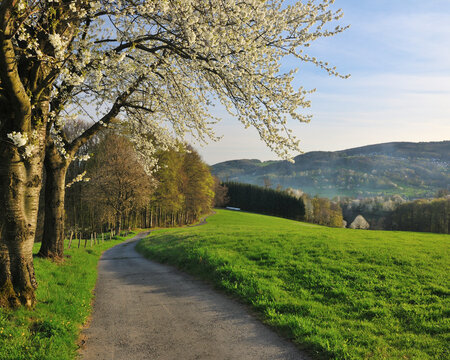 Path and Cherry Trees, Lindenfels, Hesse, Germany